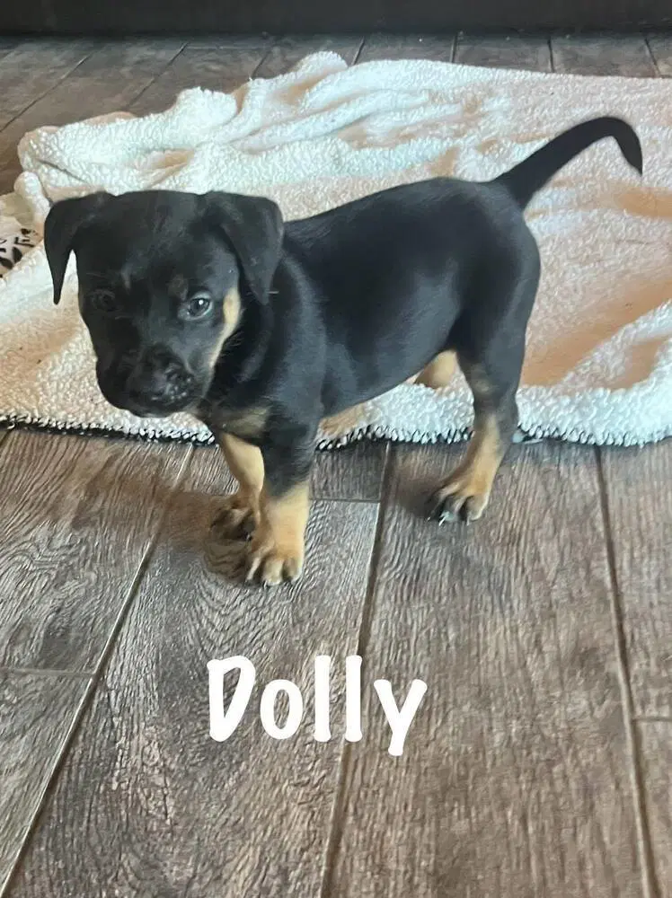 Dolly - Hound