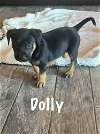 adoptable Dog in springdale, PA named Dolly