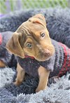adoptable Dog in springdale, PA named Dallas
