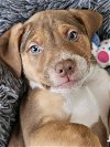 adoptable Dog in springdale, PA named Diesel