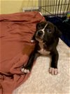 adoptable Dog in springdale, PA named Eddie