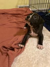 Eddie - Photo 2