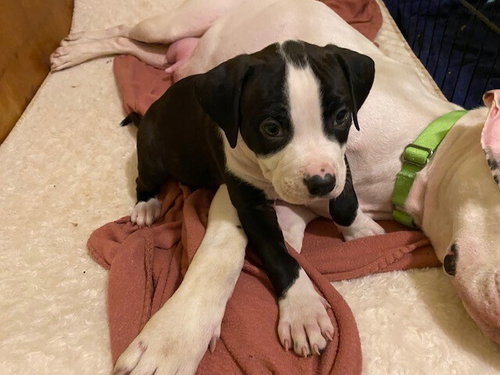 ELLIE - Boxer / American Staffordshire Terrier available for adoption