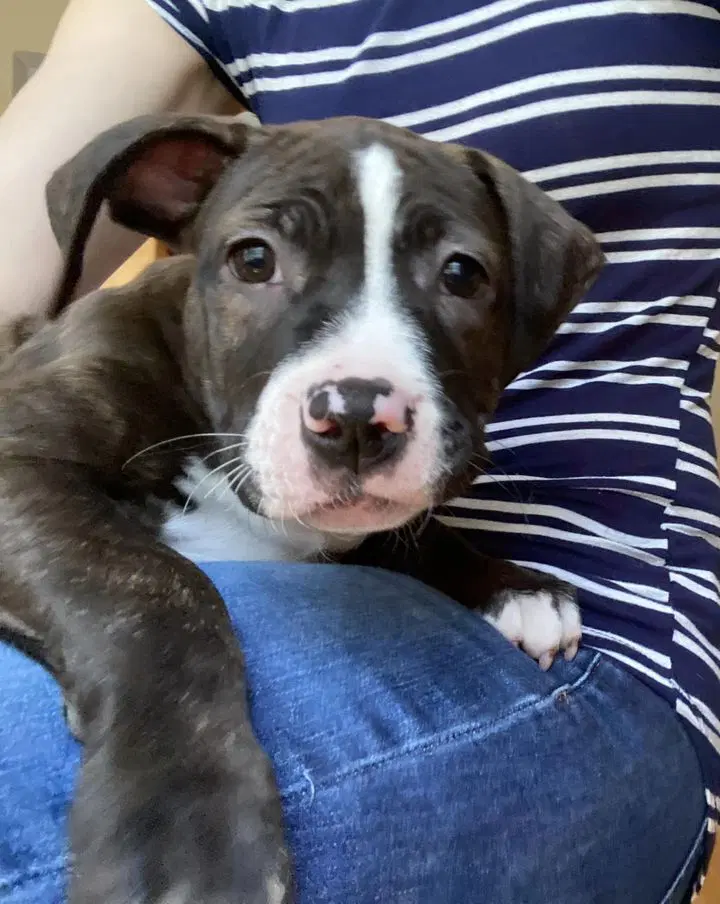 Emma - Boxer