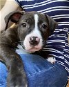 adoptable Dog in springdale, PA named Emma