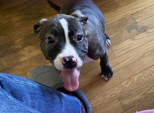 EMMA - Boxer / American Staffordshire Terrier available for adoption