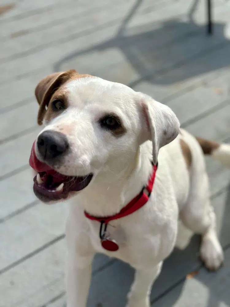 Luna - Terrier