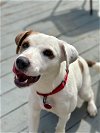 adoptable Dog in springdale, PA named Luna