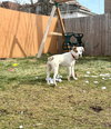 Luna - Photo 5