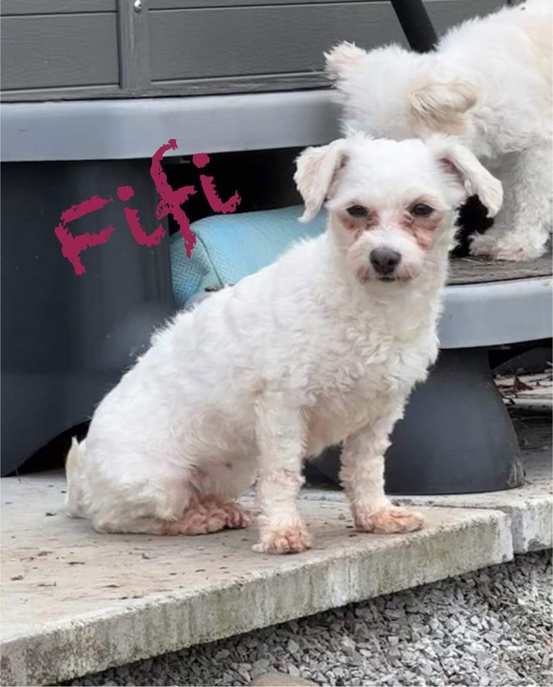 adoptable Dog in Springdale, PA named Fifi