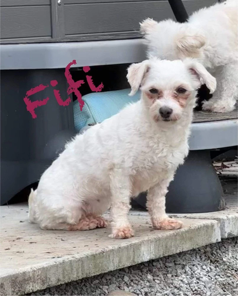 Fifi