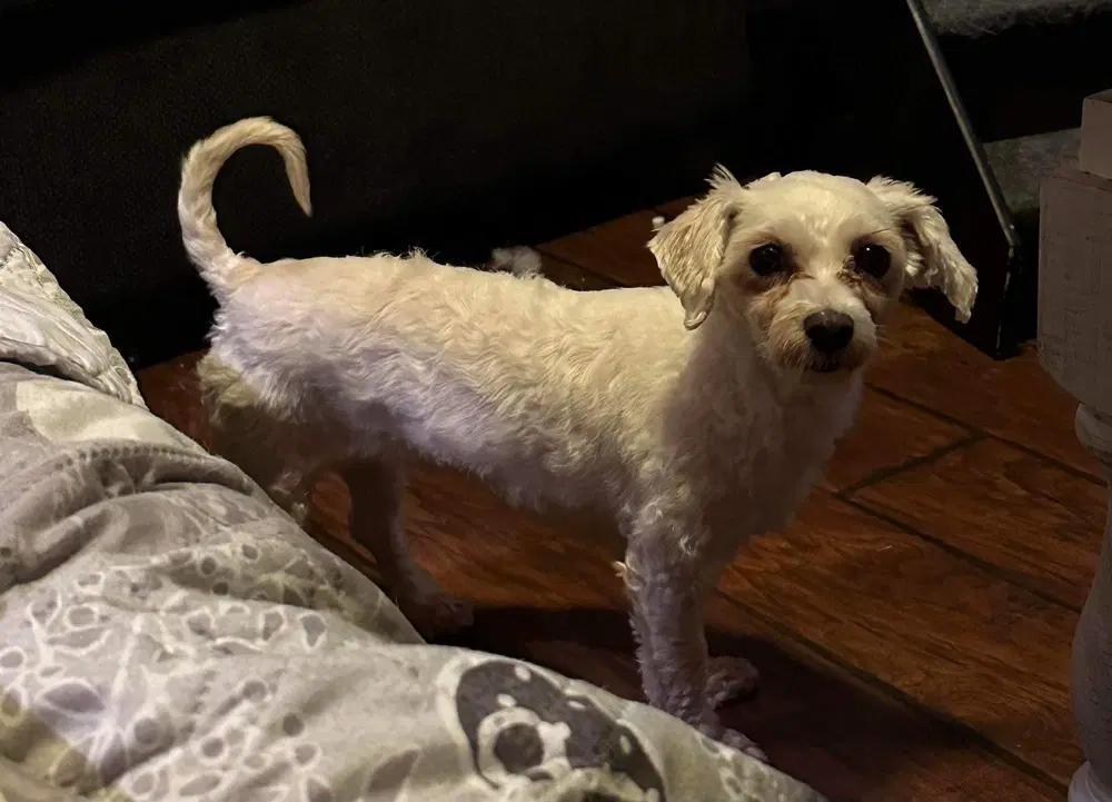 Fifi image 2