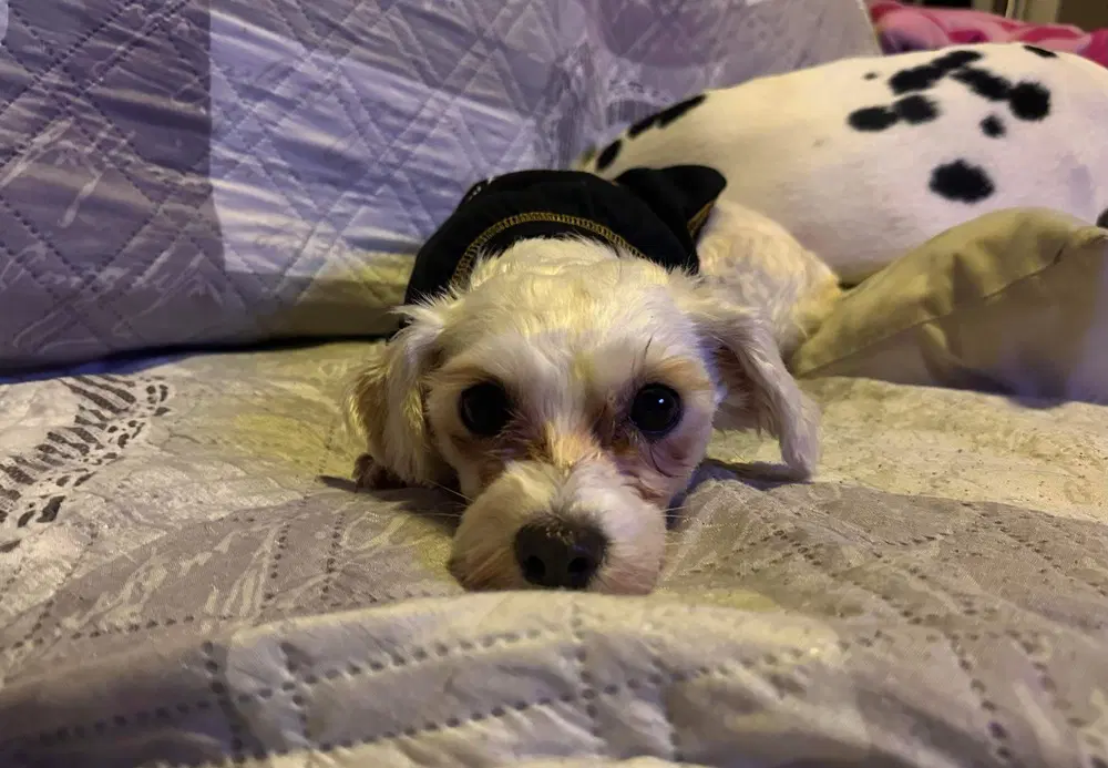 Fifi image 3