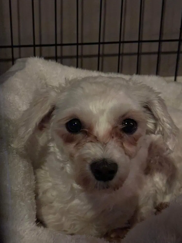 Fifi image 4