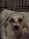 Fifi - Photo 4