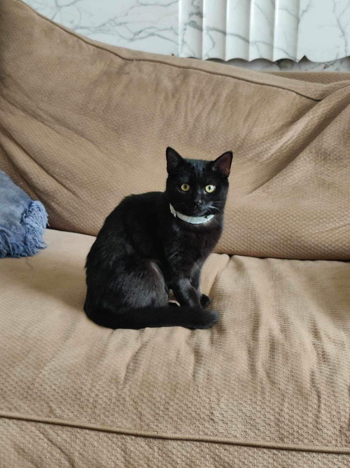 Photo 3 of Cleo (Trax)