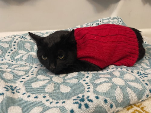 Photo 4 of Cleo (Trax)