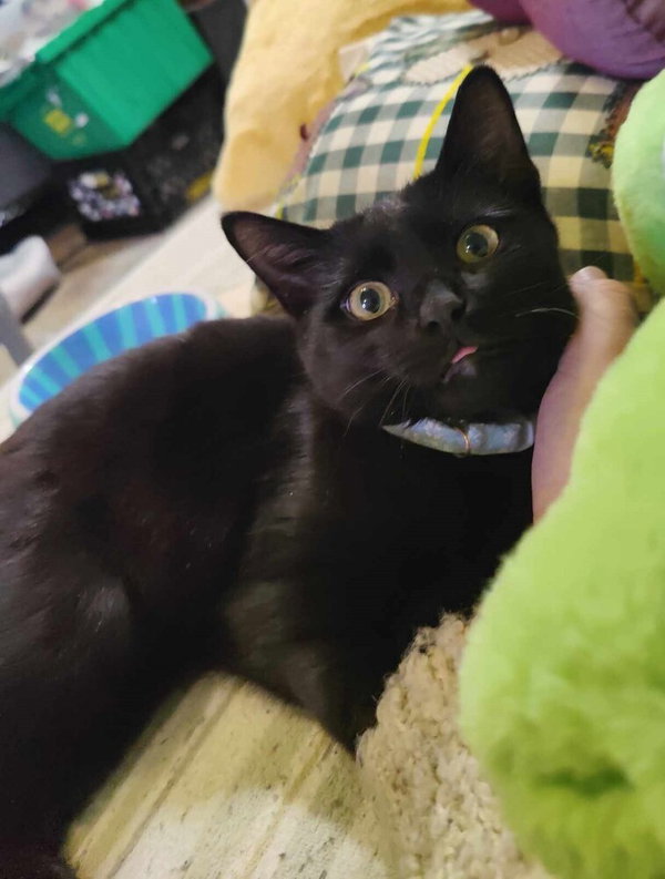 Cleo (Trax)