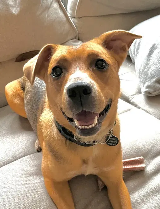 Ruby - Labrador Retriever
