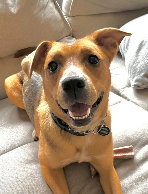 picture of the dog needing adoption