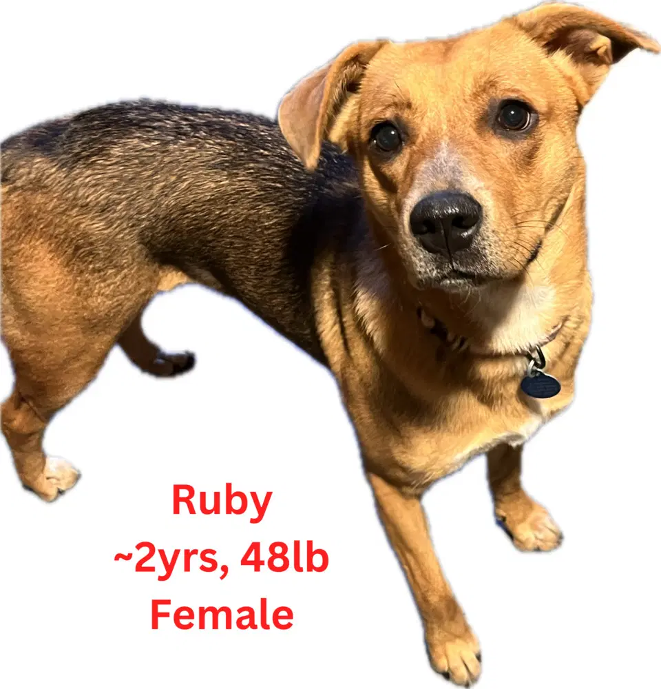 Ruby image 3