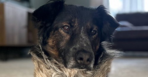 AIDEN - Australian Shepherd / Border Collie available for adoption