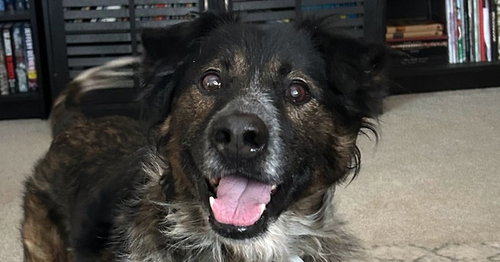 AIDEN - Australian Shepherd / Border Collie available for adoption