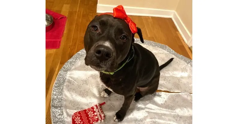 Mia - Labrador Retriever