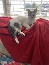 adoptable Cat in springdale, PA named Goldie
