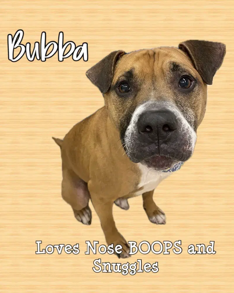 Bubba - Boxer