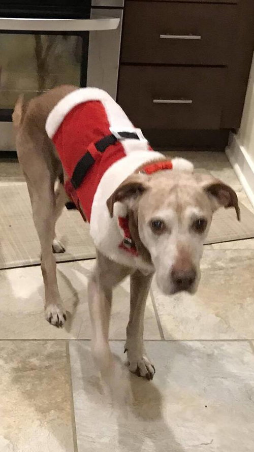 RANDY - Labrador Retriever / Terrier available for adoption