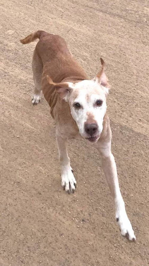 RANDY - Labrador Retriever / Terrier available for adoption