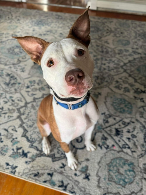 picture of the dog needing adoption