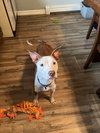 Lainey - Photo 4