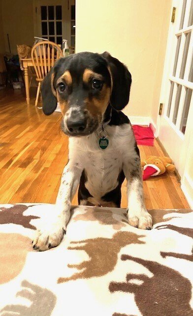 adoptable Dog in Springdale, PA named Ranger