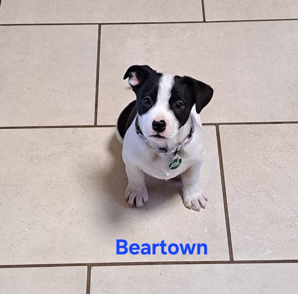 adoptable Dog in Springdale, PA named Beartown