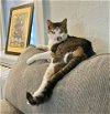 adoptable Cat in springdale, PA named Sif