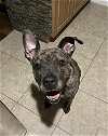 adoptable Dog in springdale, PA named Oaklee