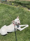adoptable Dog in springdale, PA named Piper