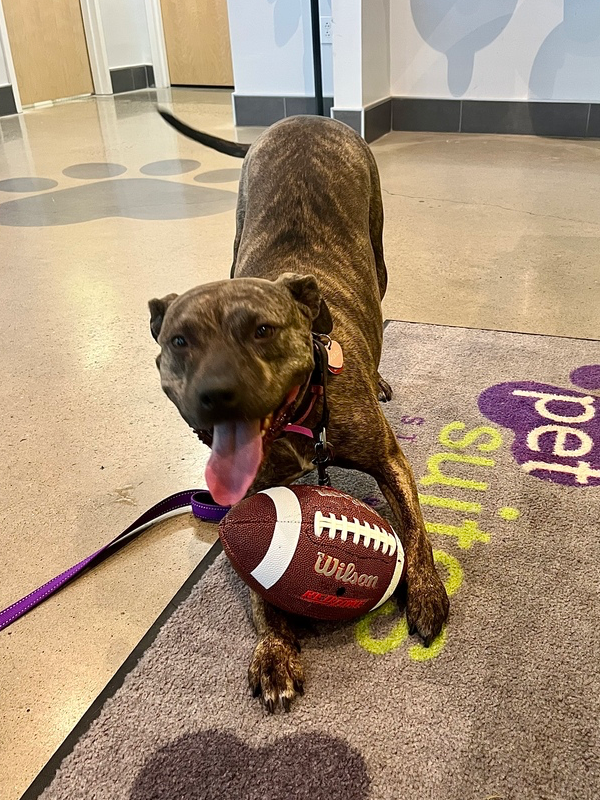 adoptable Dog in Springdale, PA named Bindy