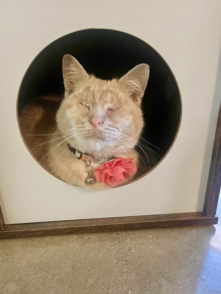adoptable Cat in Springdale, PA named Fran - *special needs*