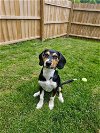 adoptable Dog in springdale, PA named Ritzy
