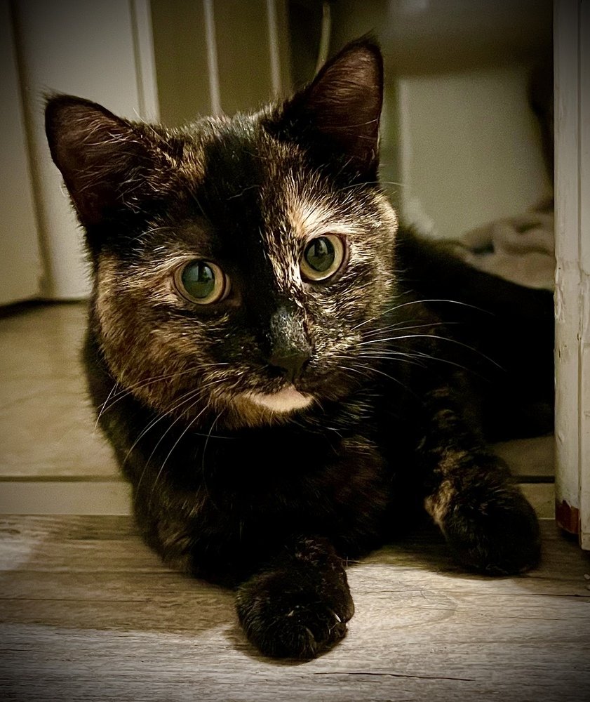adoptable Cat in Springdale, PA named Torta