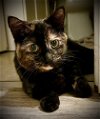 adoptable Cat in springdale, PA named Torta