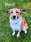 adoptable Dog in springdale, PA named Mavis