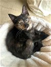 adoptable Cat in springdale, PA named Linda