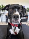 adoptable Dog in springdale, PA named Ladder (Slate)