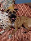 adoptable Dog in springdale, PA named Mia