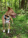 adoptable Dog in springdale, PA named Peaches