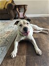 adoptable Dog in springdale, PA named Matilda